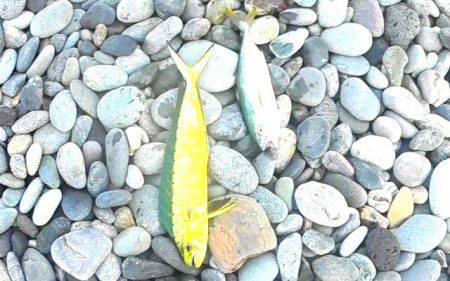 ソウダガツオ、ペンペンシイラ、ワカシのリリース祭り